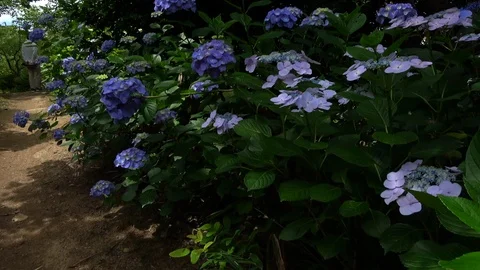 Handheld shot of the trail with hydrangeas, 4K Stock Footage 99759778
