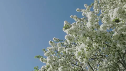 Handheld shot of a tree in bloom with a clear sky on a spring day Stock Footage 275318769