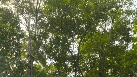 Handheld shot of tree branches swinging in light breeze in forest in Tortuguero Stock Footage 141248378