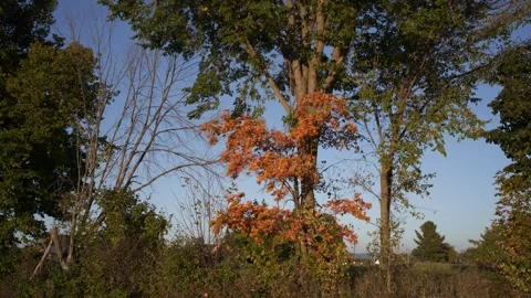 Handheld shot of tree in a field with green and orange leaves Vídeo Stock 294469242