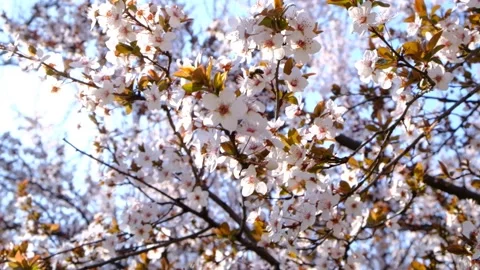 Handheld shot of tree flowers blooming in springtime on a sunny day Stock Footage 231447772