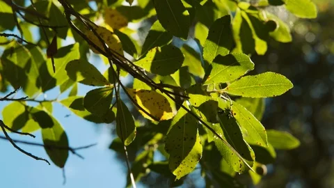 Handheld shot of tree leaves moving gently Stock Footage 112719413