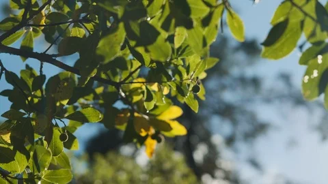 Handheld shot of tree leaves moving gently Stock Footage 112719828