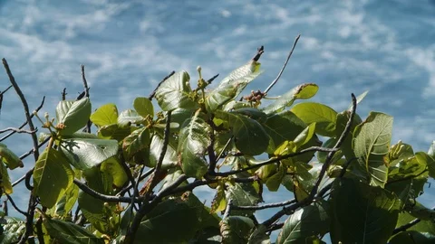 Handheld shot of tree top with green leaves and wavy sea in background, Bali Vídeos de archivo 140286562