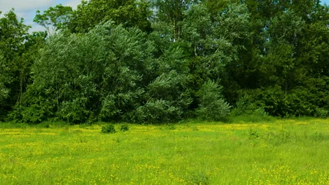 Handheld shot of trees blowing in the wind Stock Footage 155577285