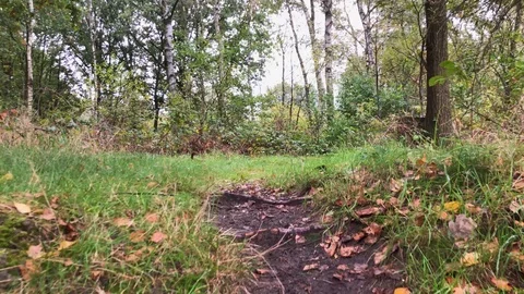 Handheld shot of trees in forest Video stock 122519559