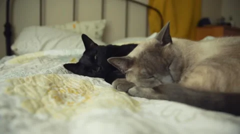 Handheld shot of Two Cats Sleeping Stock Footage 51742734