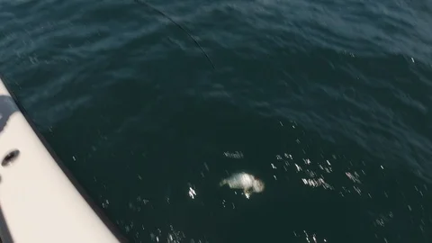 Handheld shot of two fishermen pulling caught fish out of the water on boat Stock Footage 126610734