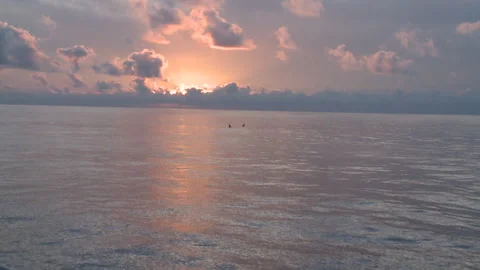 Handheld shot of two men kayaking as the sun is setting Stock Footage 310539940