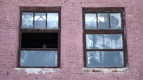 Handheld shot of two old windows with pigeon in one of them Stock Footage 159871568