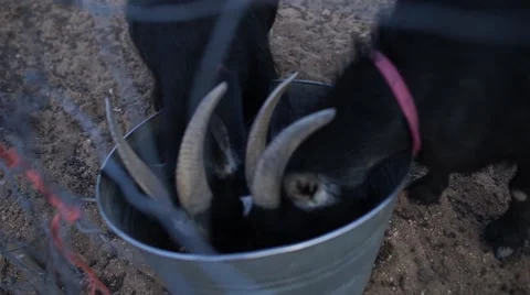 Handheld Shot of two pygmy goats eating out of steel bucket Video stock 66484513