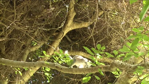 Handheld shot of a two Ring-tailed Lemurs climbing a tree Stock Footage 310540724