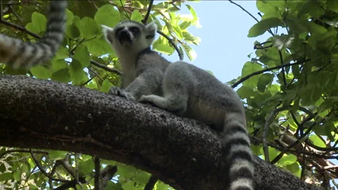 Handheld shot of two Ring-tailed Lemurs in a tree together Stock Footage 310540738