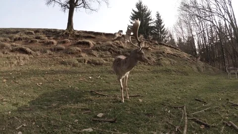 Handheld shot of a unique roe deer antlers eating on the green meadow, 4k Stock Footage 74257406