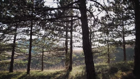 A handheld shot of walking through a coniferous forest Stock Footage 292635508