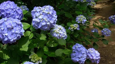 Handheld shot of walking on the trail with hydrangeas, 4K Stock Footage 99759428