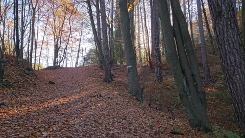 Handheld Shot while Walking Autumn Forest with the Sun Rising behind the Trees Stockbeeldmateriaal 260563625