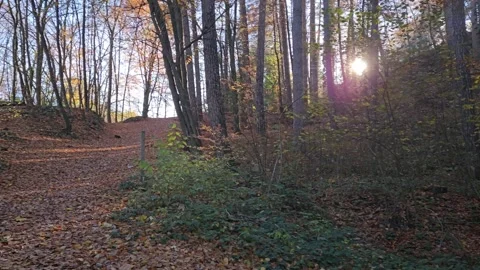 Handheld Shot while Walking Autumn Forest with the Sun Rising behind the Trees Stockbeeldmateriaal 260563630