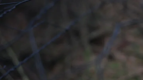 Handheld shot of wire in forest Stock Footage 37806154