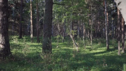 Handheld shot in the woods. Stock Footage 112606098