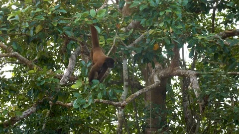 Handheld shot of a Woolly Monkey switching branches in Amazon rainforest 스톡 동영상 121283282