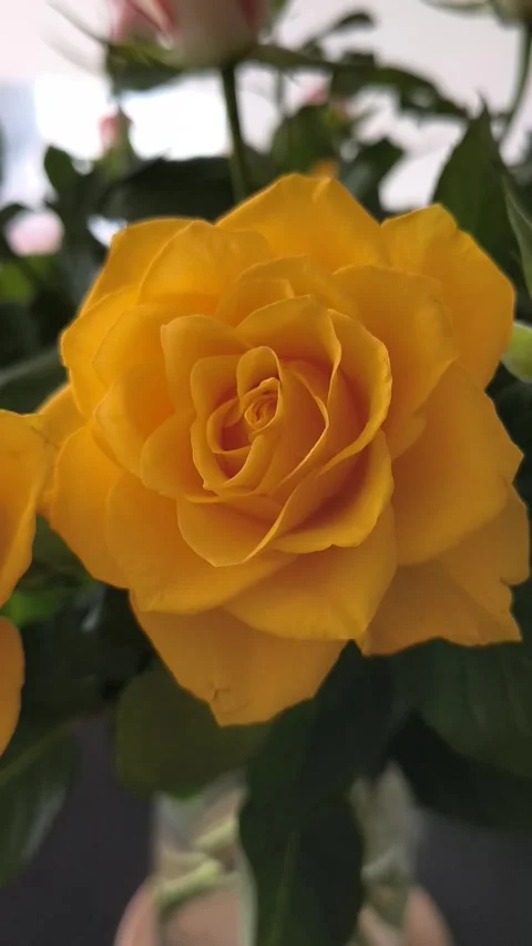 Handheld shot of a yellow rose with a mobile phone with natural light Stock Footage 332723377