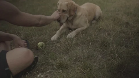 Handheld shot of a young man playing and talking to his dog Video stock 114881076