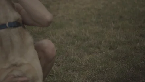 Handheld shot of a young man playing with his dog Stock Footage 114881083