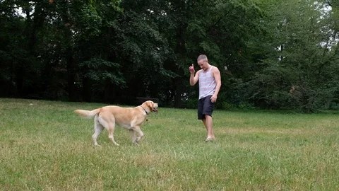 Handheld shot of young man throwing ball for dog in park 스톡 동영상 120424301