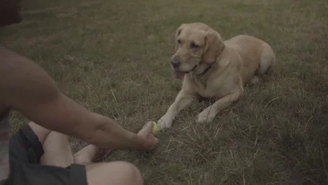 Handheld shot of a young man training his dog Vídeo Stock 114881079