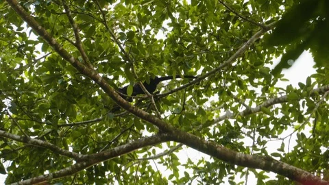 Handheld shot of young monkey crawling up branch in tropical forest, Tortuguero Stock Footage 141250489