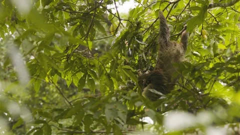 Handheld shot of young sloth chewing on tree leaves on sunny day, Costa Rica Stock Footage 141246249