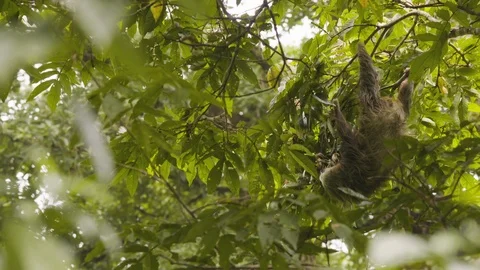 Handheld shot of young sloth chewing on tree leaves upside down, Costa Rica Stock Footage 141246326