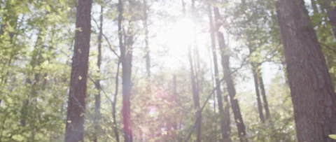 Handheld Side POV Sunlight Shining Through Trees with Lens Flare Stock Footage 133016076