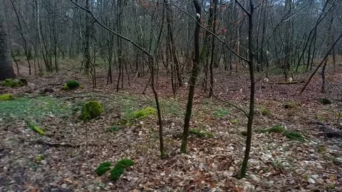 Handheld Side Tracking Shot of Leafless Forest in Early Spring Stock-Footage 336514444