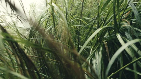Handheld slow motion push through towering silvergrass thicket amid heavy win Stock-Footage 342923670