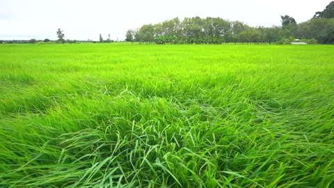 Handheld slow motion rice paddy field in windy on daytime Видео 161892760