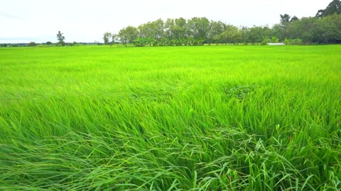 Handheld slow motion rice paddy field in windy on daytime Stock Footage 161892769