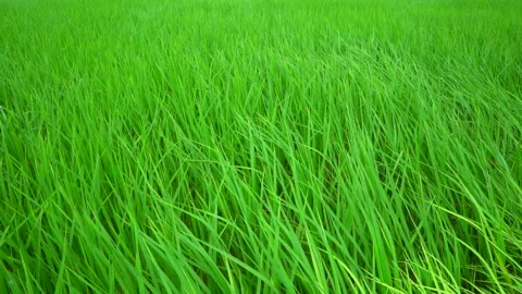 Handheld slow motion rice paddy field in windy on daytime Vídeos de archivo 161900298