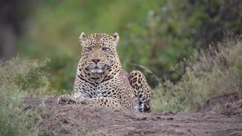 Handheld slow motion shot of a leopard sitting on high ground in Masai mara Stock Footage 293480434
