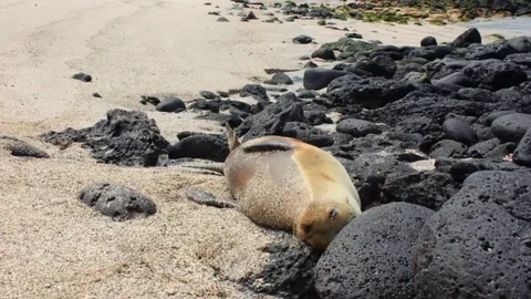 Handheld slow motion shot from sea lion resting on a beach full of rocks Stock-Footage 75845014
