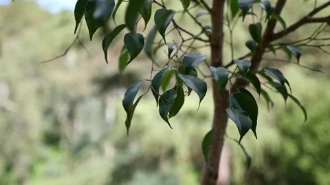 Handheld slow motion of small tree in natural green background Stock Footage 155473375