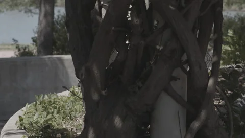 Handheld slow pan of tree 2 Stock Footage 138542808