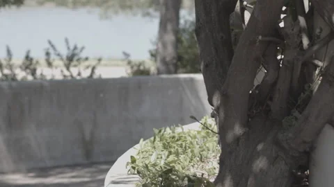 Handheld slow pan of tree Stock Footage 138542842