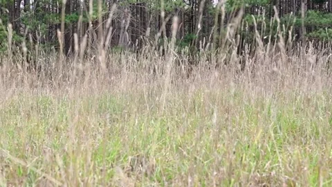 Handheld slowmo grass in to pine trees Stock Footage 255793240