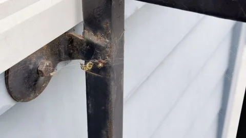Handheld of a Spider Battling a Bee Stuck in Web Stock Footage 321088977
