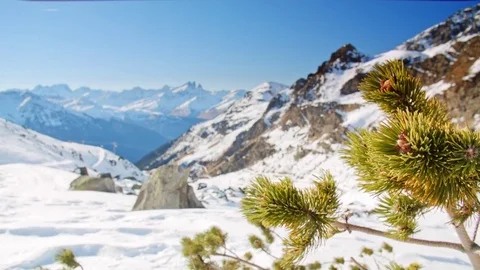 Handheld spruce in the alps in the background ski slope and snowy mountains Stock Footage 71120704