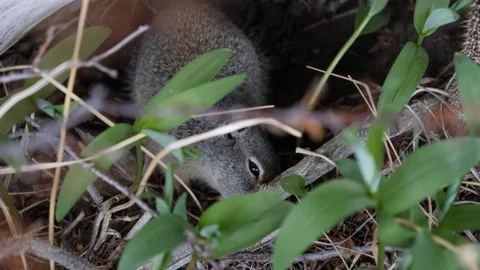 Handheld Squirrel Close-Up 4k 60fps Video stock 92957618