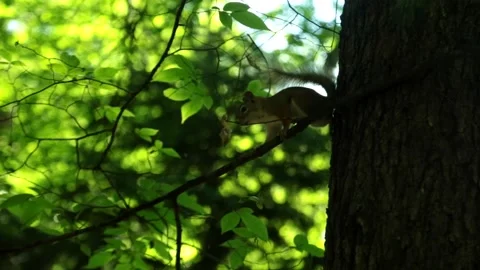 Handheld Squirrel Video stock 164132653