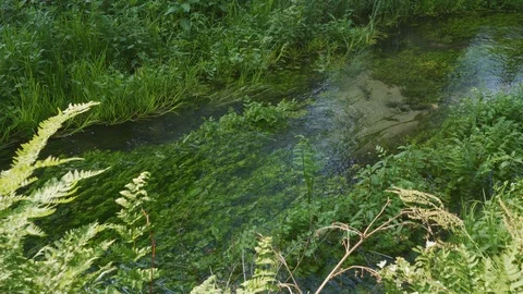 Handheld static shot of a calm clear stream, relaxing, peaceful view Stock Footage 115860284